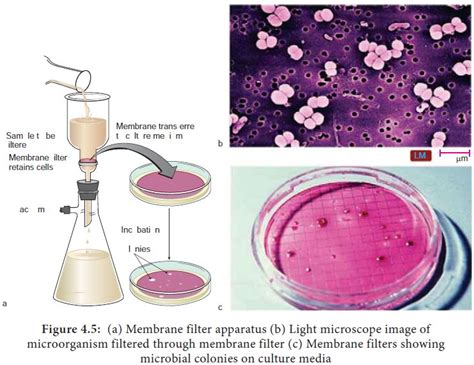 membrane filtration sterilization